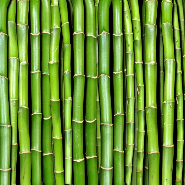 FSS Bamboo Bioferment PF